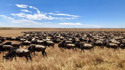The Great Migration in Serengeti National Park