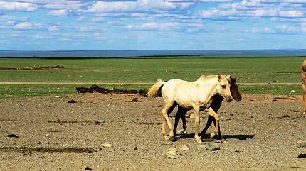 Hustai National Park