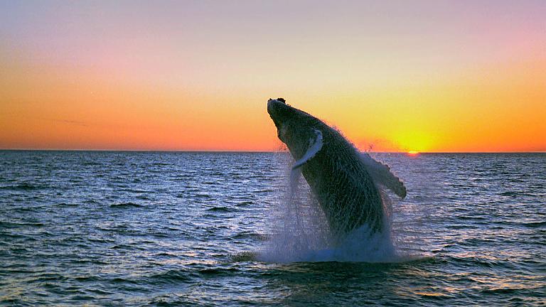 Whale Watching
