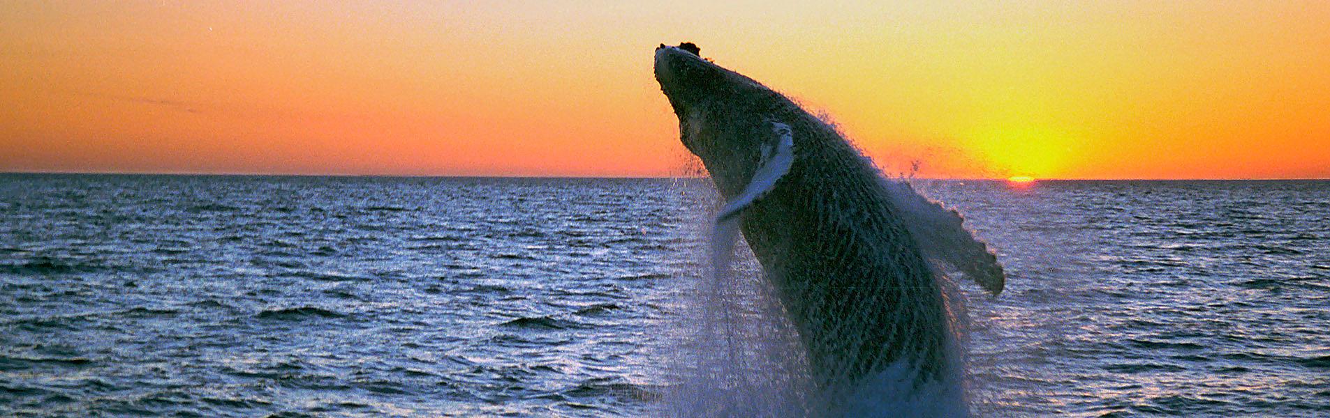 Discover Sri Lanka with Whale Watching (Nov. - Apr.)