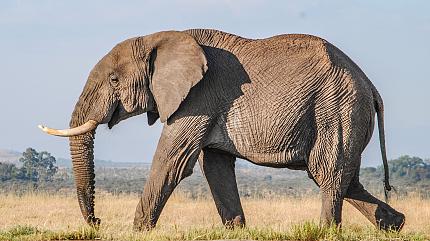 Wildlife in Samburu National Reserve