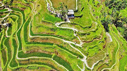 Rice Terraces, Bali