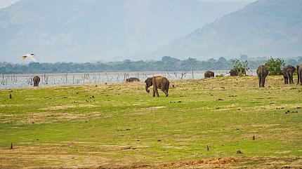 Wildlife in the Uda Walawe National Park