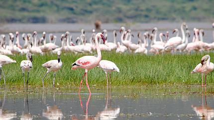 Flamigos in the Lake Nakuru National Park