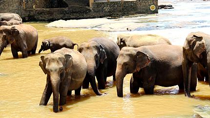Elephant Orphanage, Pinnawala