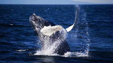 Whales Watching Tour, Trincomalee