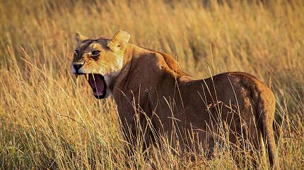 Spot Lions in Serengeti National Park