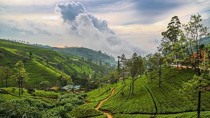 Tea Plantation in Nuwara Eliya