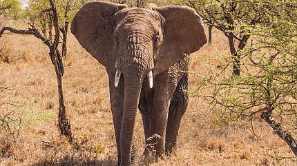 Spot African Elephants in Maasai Mara National Park