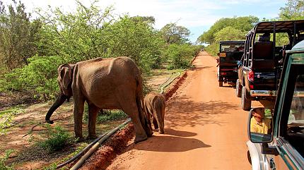 Jeep Safari in Yala National Park