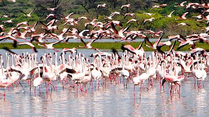 Flamigos in the Lake Nakuru National Park