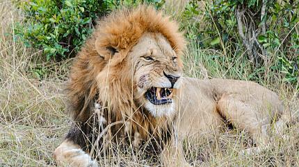 Spot Lions in Maasai Mara National Reserve