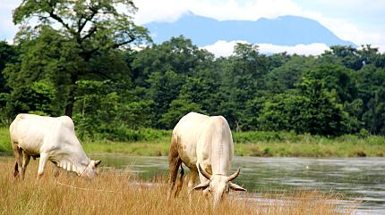 Wildlife in Chitwan National Park