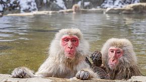 Monkeys at Jigokudani Monkey Park
