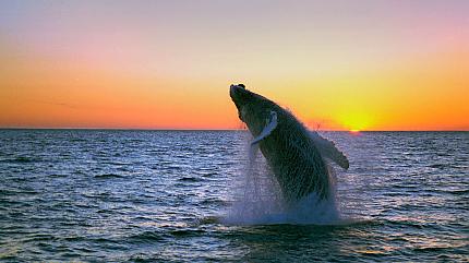 Whale Watching, Mirissa