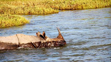 One-Horned Rhinoceroses in Chitwan National Park