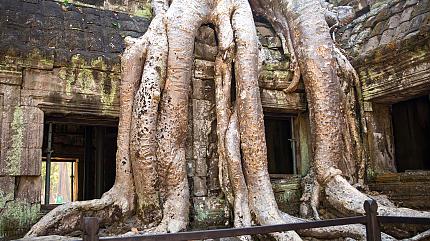Ta Prohm Temple, Siem Reap