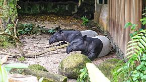 Singapore Zoo One Day Tour