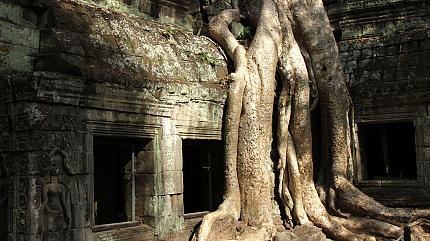 Ta Prohm Temple, Siem Reap
