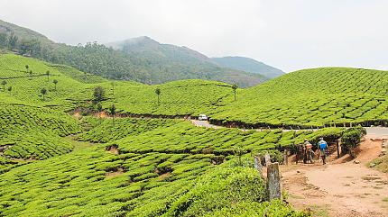 Plantaciones de Té, Munnar