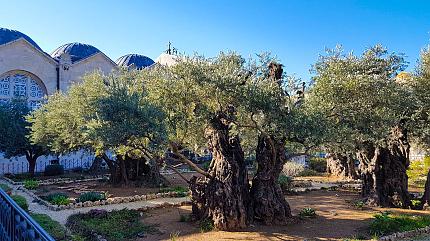 Garden of Gethsemane, Jerusalem