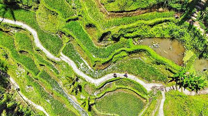 Terrace Rice Fields, Lombok