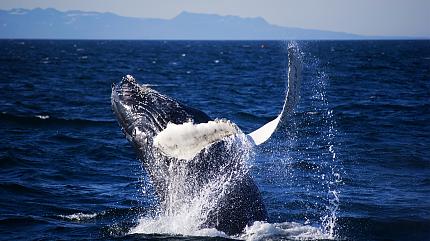 Whale-Watching in Húsavík