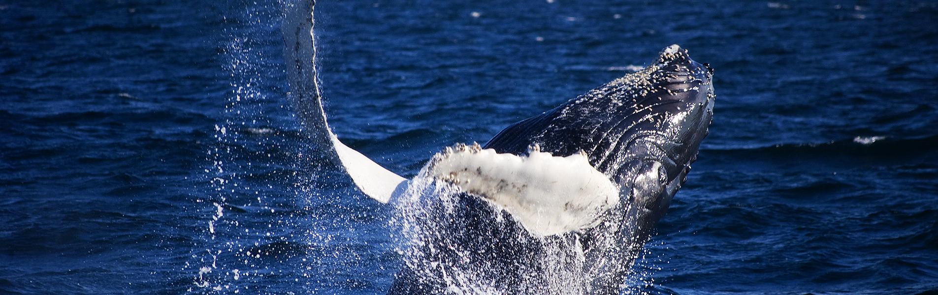 Observar Ballenas Azules, Trincomalee