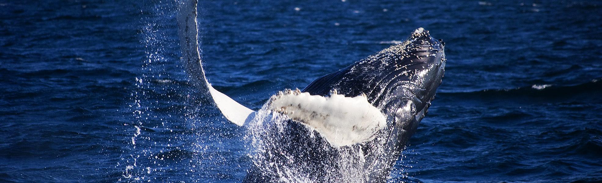 Observar Ballenas Azules, Trincomalee