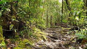 Borneo