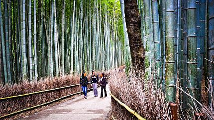 Arashiyama Bamboo Grove, Kyoto