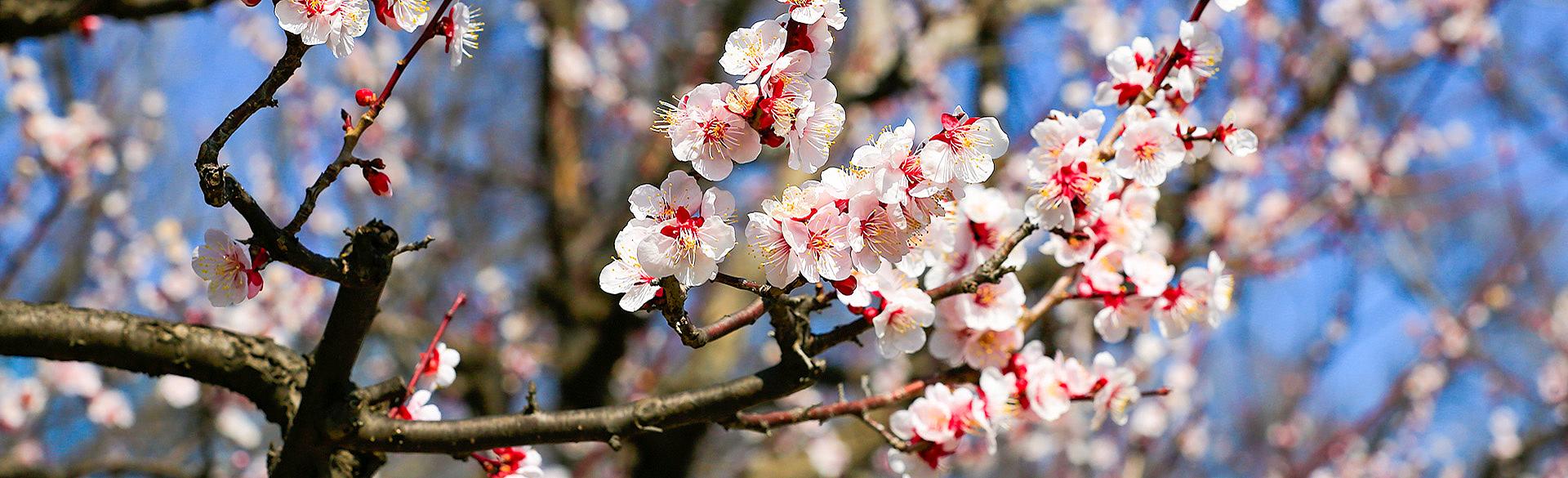 Cherry Blossom
