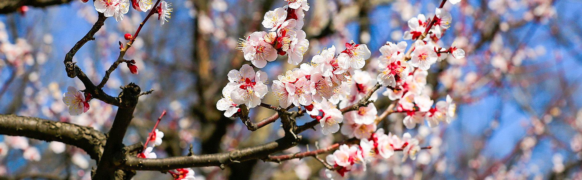 Cherry Blossom