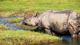 Parque Nacional de Chitwan