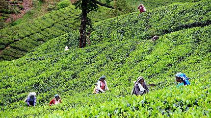 Plantaciones de Té, Nuwara Eliya