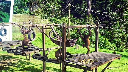 Sepilok Orang Utan Rehabilitation Centre, Sandakan