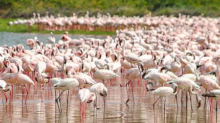 Parque Nacional del Lago Nakuru