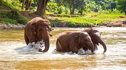Baan Chang Elephant Park, Chiang Mai