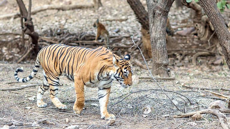 Tiger Safari