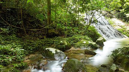 Rainforest, Malaysia