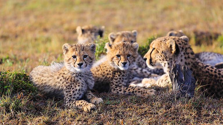 Luxury Vacation in Wilderness Kenya