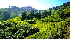 Cameron Highlands