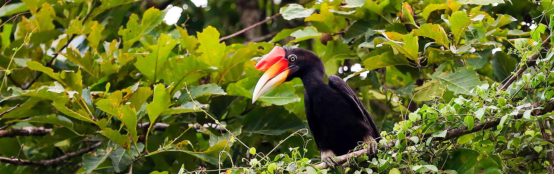 Sabah Wildlife
