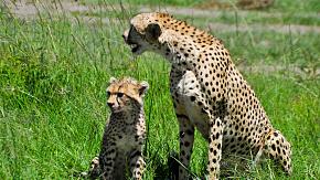 Wild Kenya Family Safari