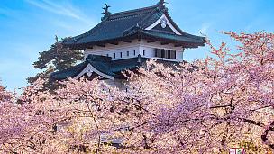 Cherry Blossom Tour