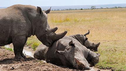 Rhinos, Ol Pejeta