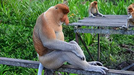 Proboscis Monkey Sanctuary, Sandakan