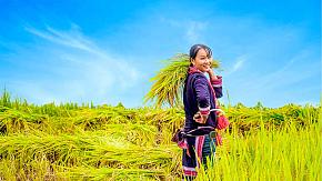 Sapa