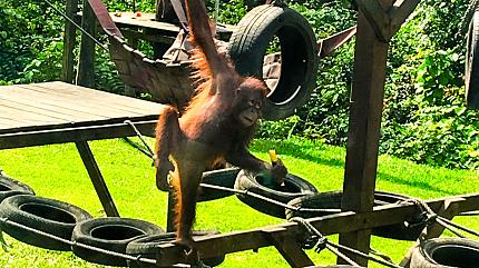Sepilok Orangutan Rehabilitation Centre, Sandakan