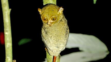 Tarsier, Sabah